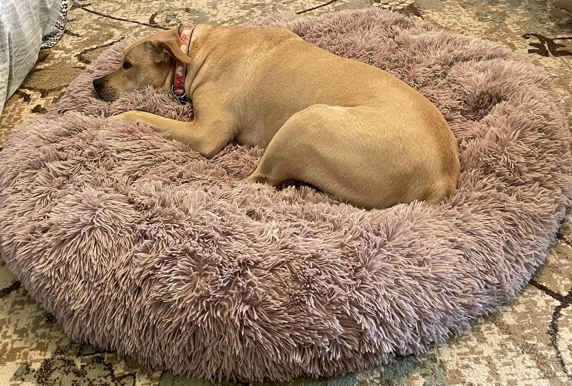 Original Calming Bed - Anti-Anxiety Dog Bed. Designed to Soothe.