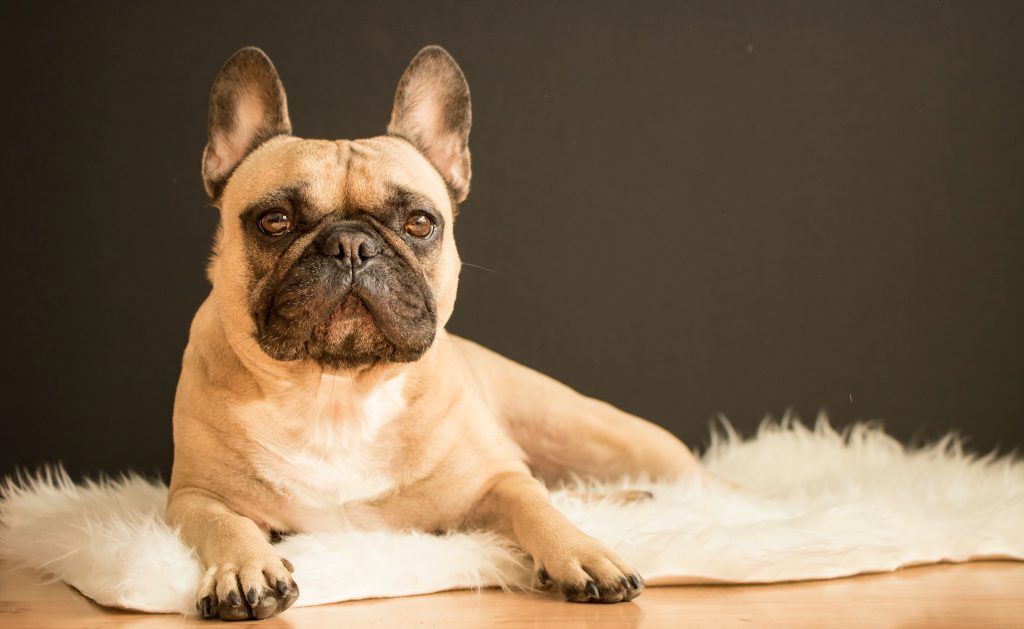 French Bulldog dogs with low separation anxiety