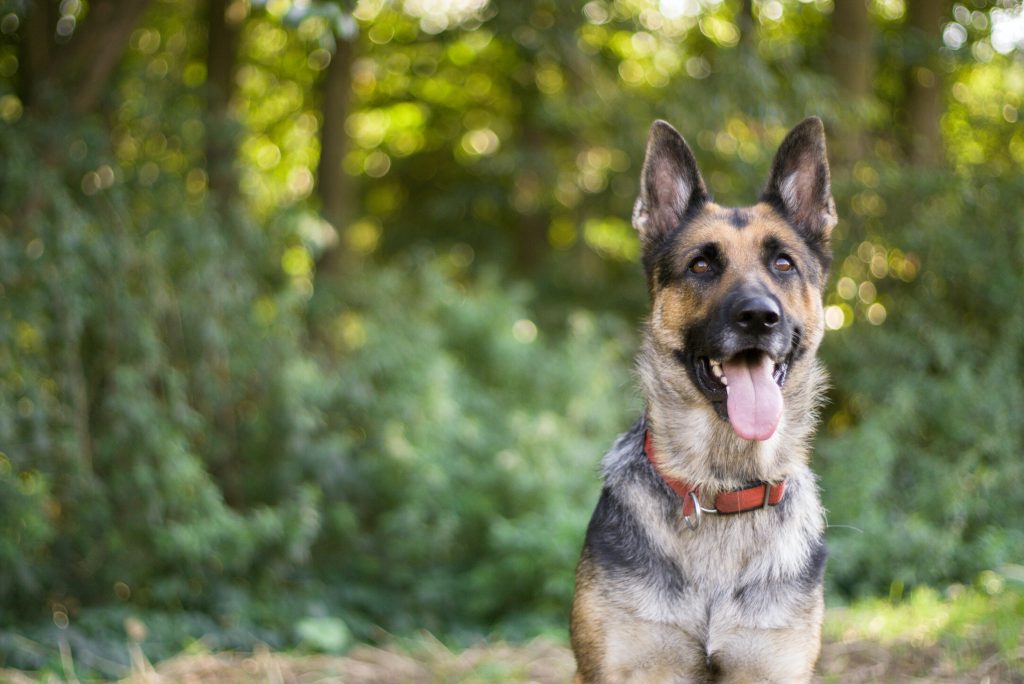 dog breeds prone to anxiety