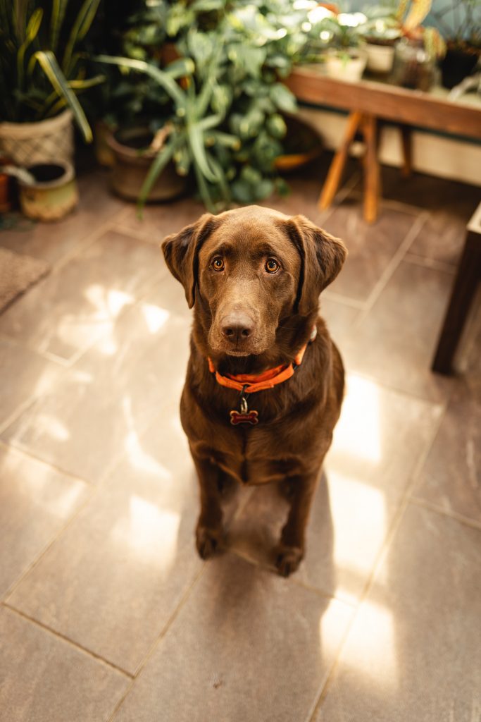 dog breeds prone to anxiety Labrador Retriever