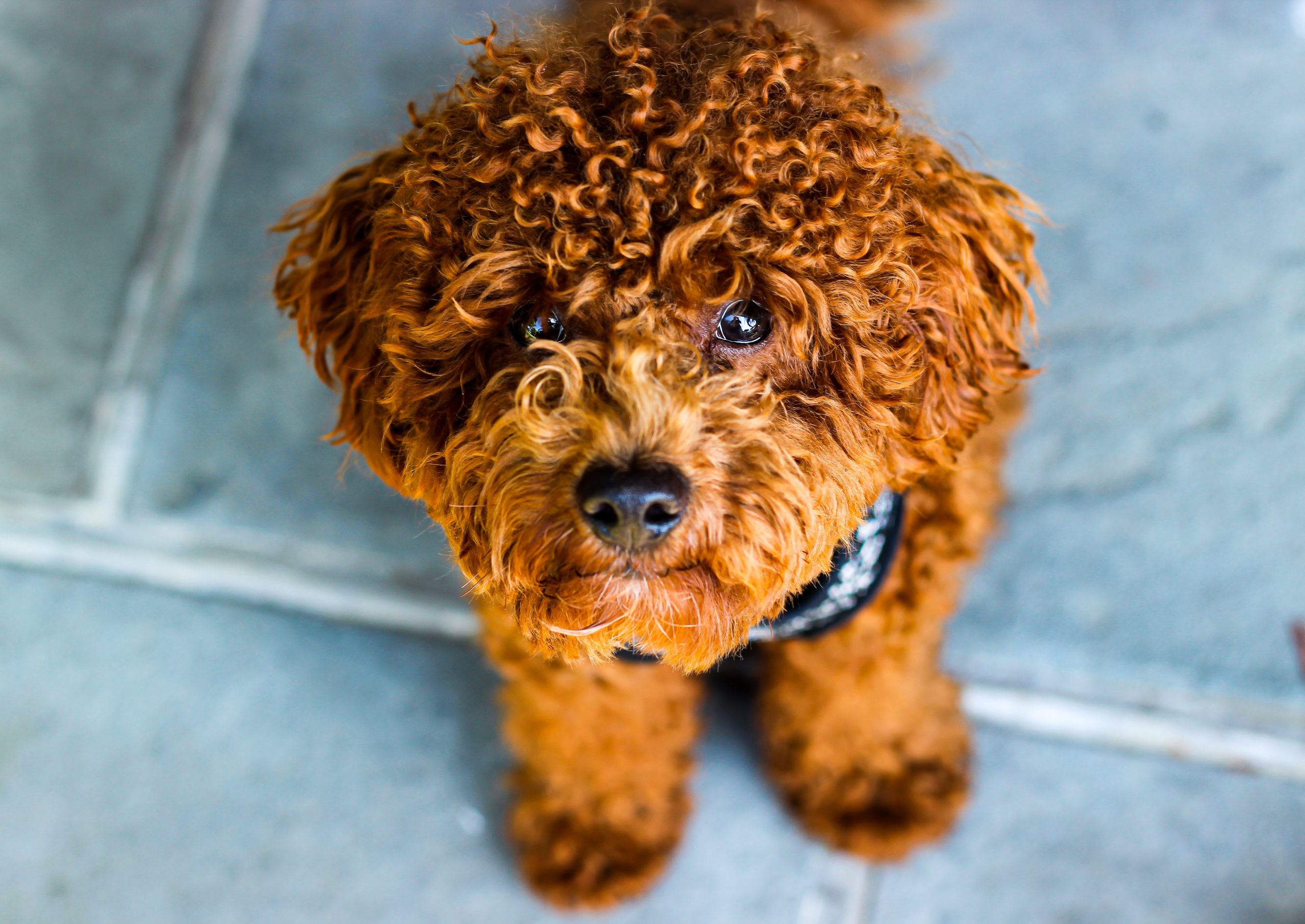 dog breeds prone to anxiety Poodle