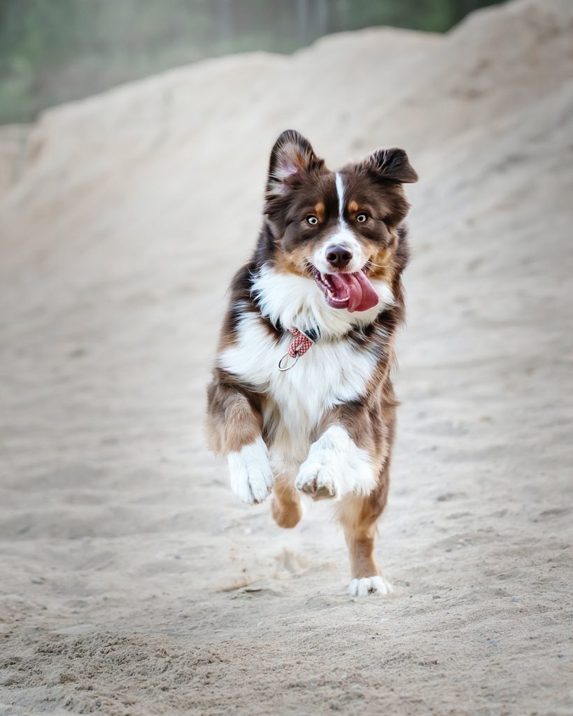 dog breeds prone to separation anxiety Border Collie