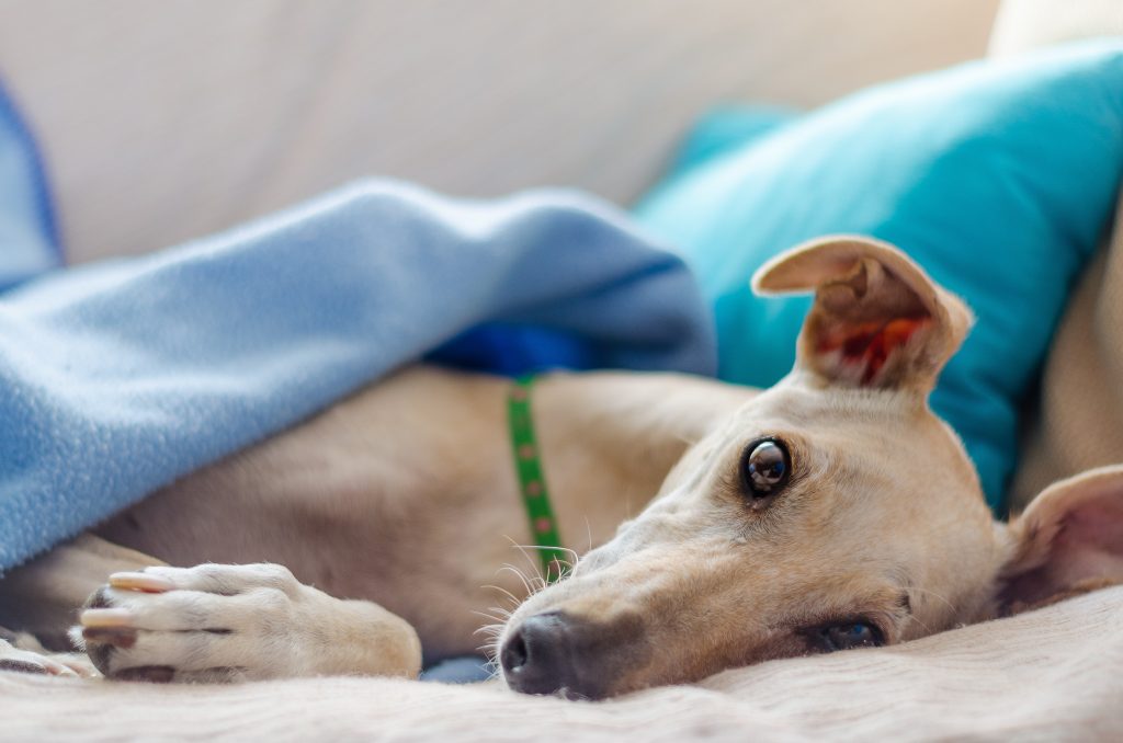 dog breeds prone to anxiety Greyhounds