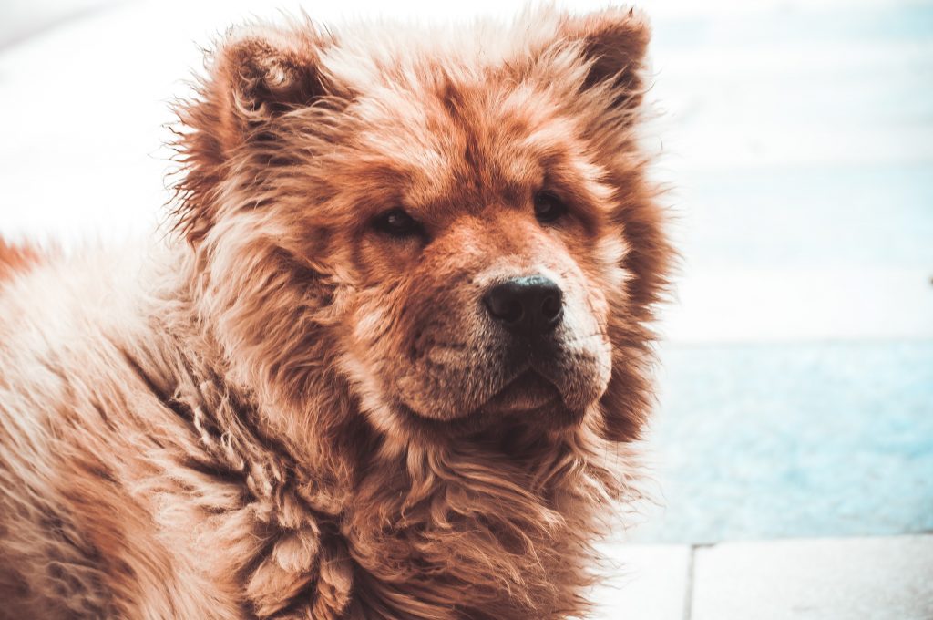Chow Chow dogs with low separation anxiety