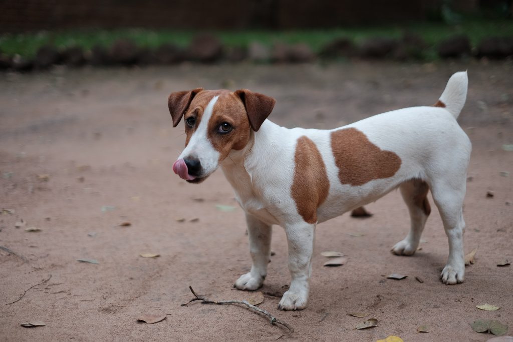 dog breeds prone to anxiety Jack Russell Terrier
