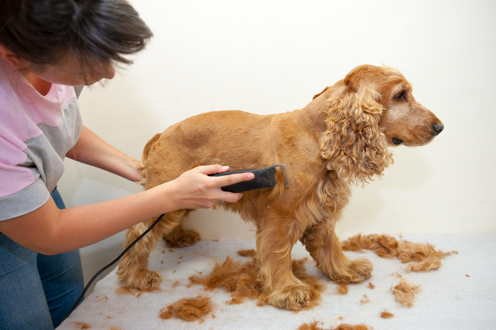 grooming a dog with anxiety