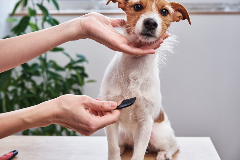 grooming an anxious dog the complete guide