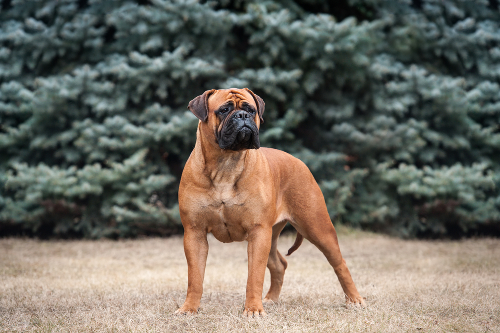 Bullmastiff dogs with low separation anxiety