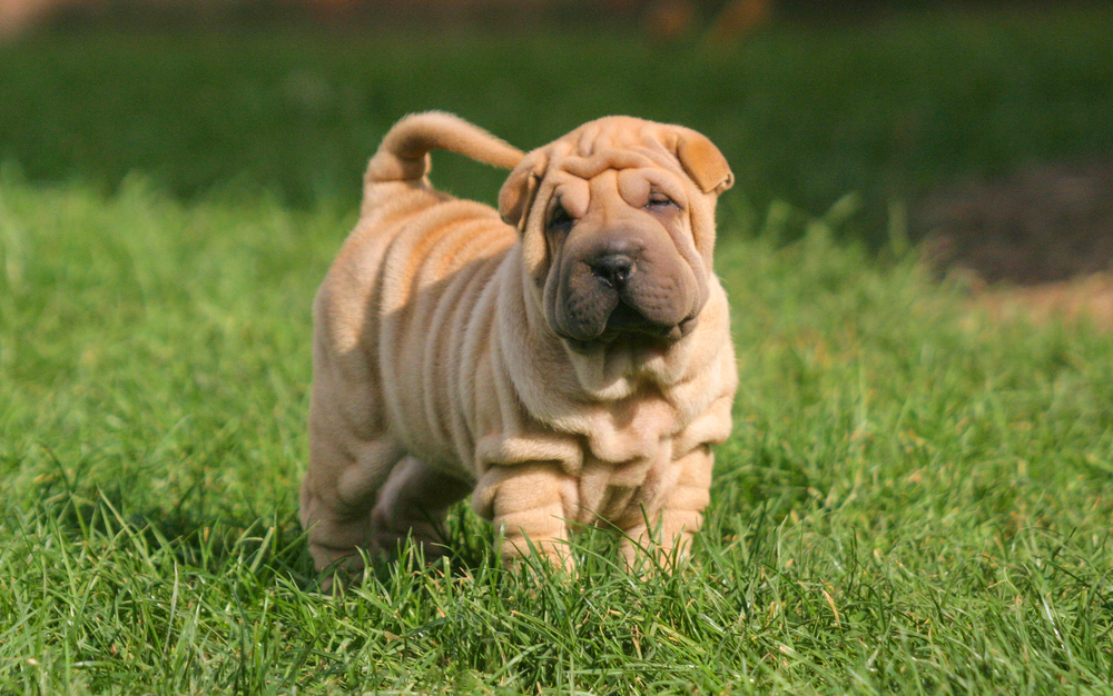 Shar Pei low anxiety dog breeds