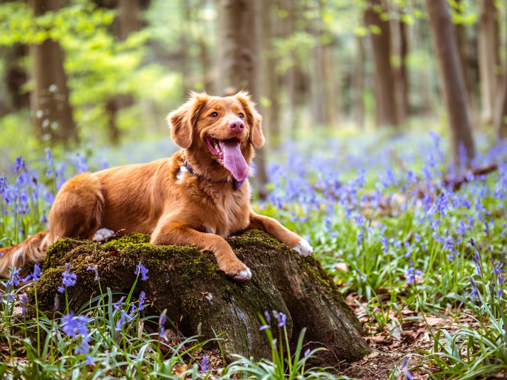 Spending time outdoors can help your dog relieve stress