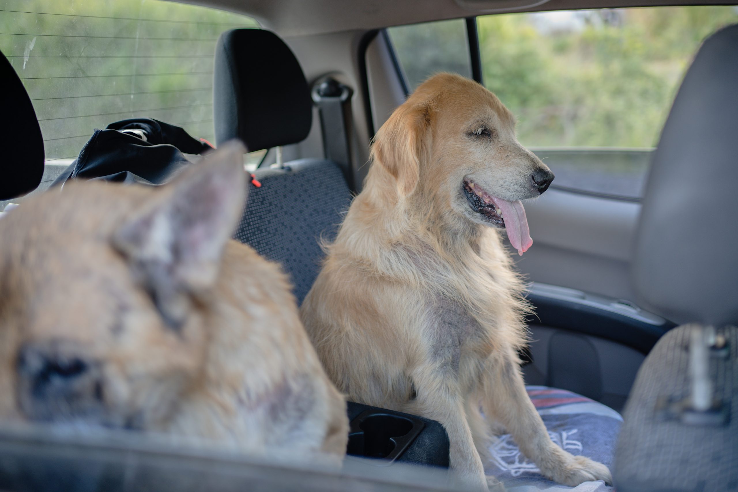 Two Dogs in the Car