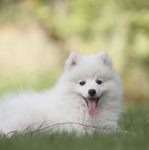 Anjing Keeshond: Si Ceria Berasal dari Negeri Kincir Angin